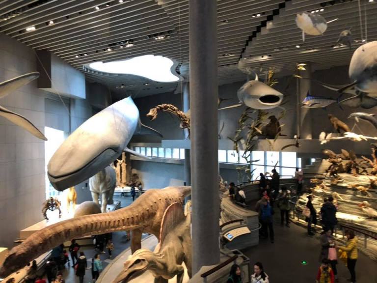 47684047_10156513415431201_6635137749722595328_n